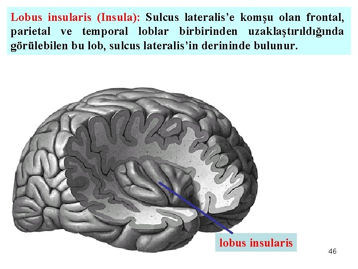 Lobus insularis (Insula): Sulcus lateralis’e komşu olan frontal, parietal ve temporal loblar birbirinden uzaklaştırıldığında