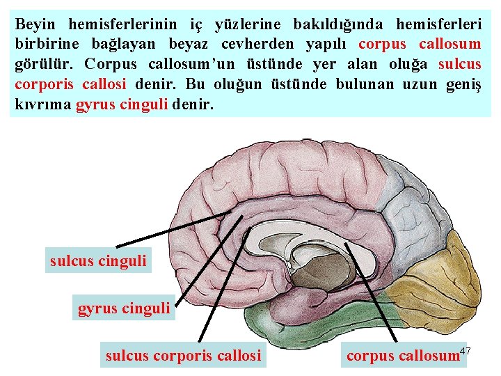 Beyin hemisferlerinin iç yüzlerine bakıldığında hemisferleri birbirine bağlayan beyaz cevherden yapılı corpus callosum görülür.