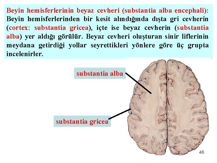 Beyin hemisferlerinin beyaz cevheri (substantia alba encephali): Beyin hemisferlerinden bir kesit alındığında dışta gri