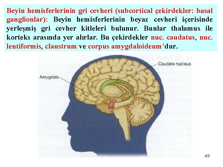 Beyin hemisferlerinin gri cevheri (subcortical çekirdekler: basal ganglionlar): Beyin hemisferlerinin beyaz cevheri içerisinde yerleşmiş