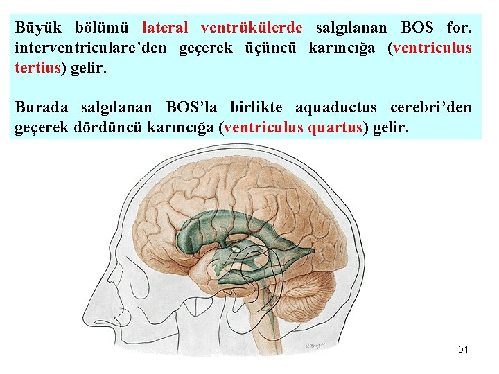 Büyük bölümü lateral ventrükülerde salgılanan BOS for. interventriculare’den geçerek üçüncü karıncığa (ventriculus tertius) gelir.