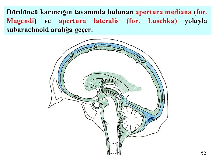 Dördüncü karıncığın tavanında bulunan apertura mediana (for. Magendi) ve apertura lateralis (for. Luschka) yoluyla