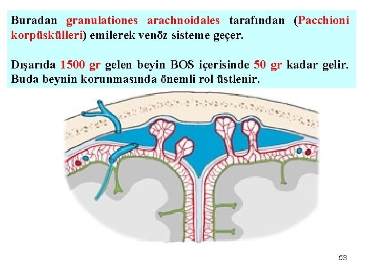 Buradan granulationes arachnoidales tarafından (Pacchioni korpüskülleri) emilerek venöz sisteme geçer. Dışarıda 1500 gr gelen