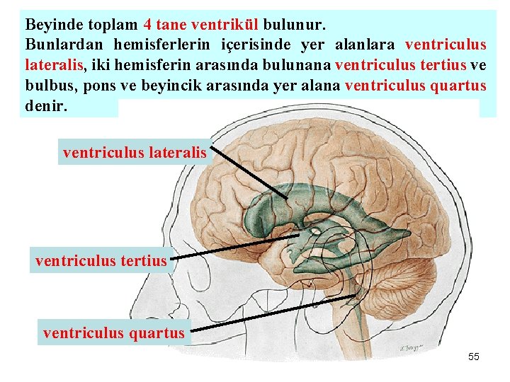 Beyinde toplam 4 tane ventrikül bulunur. Bunlardan hemisferlerin içerisinde yer alanlara ventriculus lateralis, iki