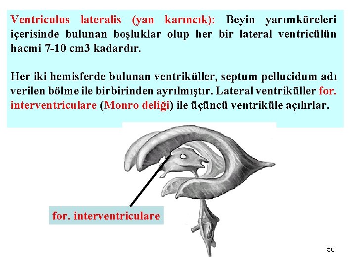 Ventriculus lateralis (yan karıncık): Beyin yarımküreleri içerisinde bulunan boşluklar olup her bir lateral ventricülün