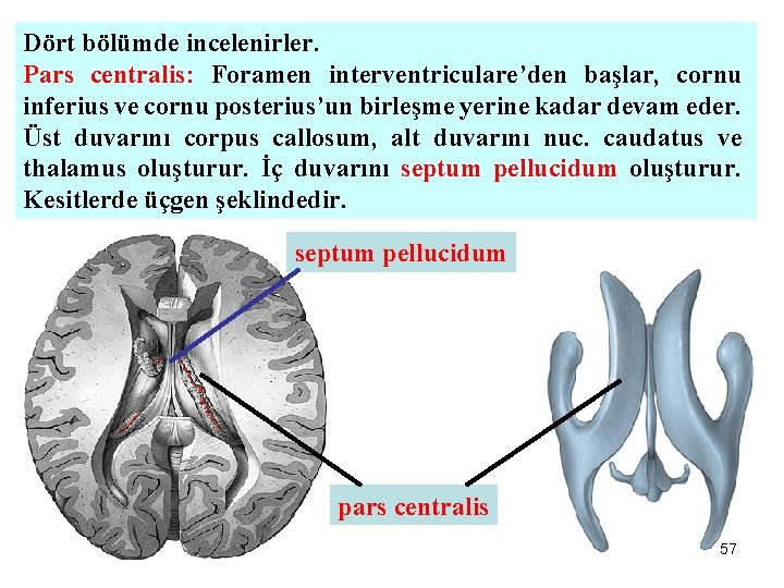 Dört bölümde incelenirler. Pars centralis: Foramen interventriculare’den başlar, cornu inferius ve cornu posterius’un birleşme