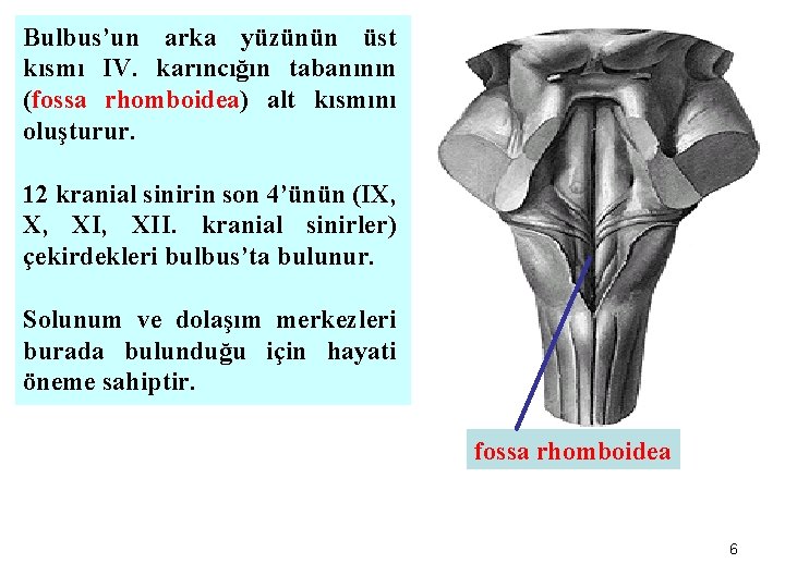 Bulbus’un arka yüzünün üst kısmı IV. karıncığın tabanının (fossa rhomboidea) alt kısmını oluşturur. 12