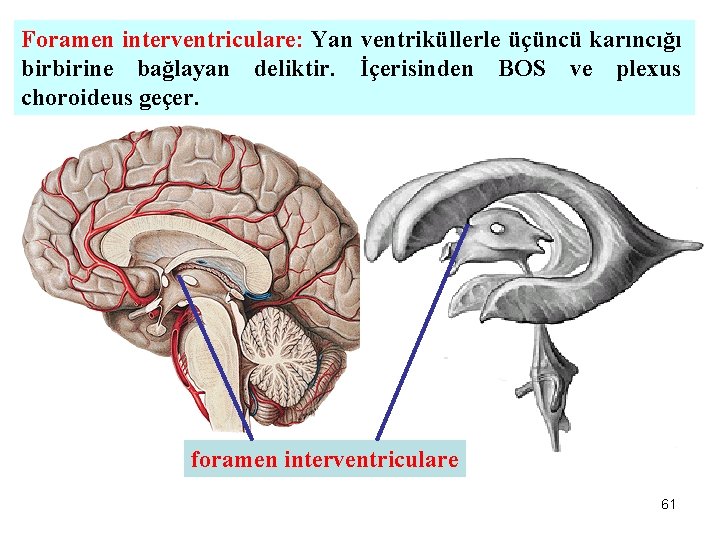 Foramen interventriculare: Yan ventriküllerle üçüncü karıncığı birbirine bağlayan deliktir. İçerisinden BOS ve plexus choroideus