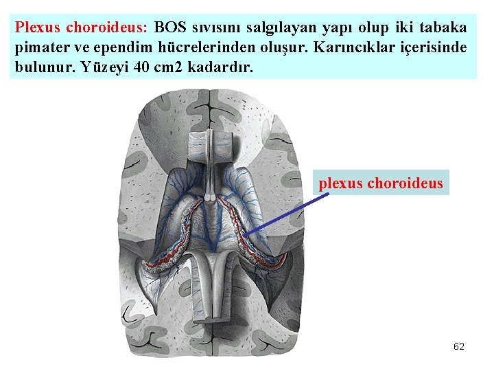 Plexus choroideus: BOS sıvısını salgılayan yapı olup iki tabaka pimater ve ependim hücrelerinden oluşur.