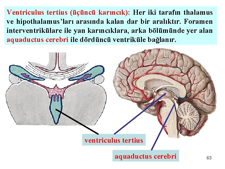 Ventriculus tertius (üçüncü karıncık): Her iki tarafın thalamus ve hipothalamus’ları arasında kalan dar bir