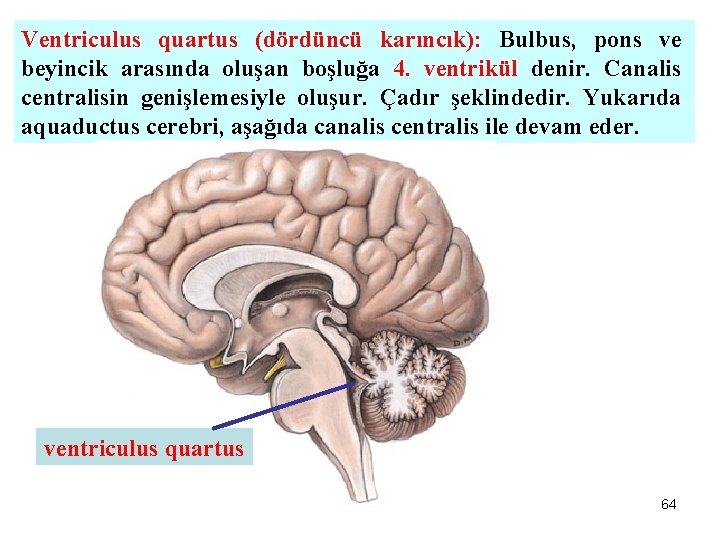 Ventriculus quartus (dördüncü karıncık): Bulbus, pons ve beyincik arasında oluşan boşluğa 4. ventrikül denir.