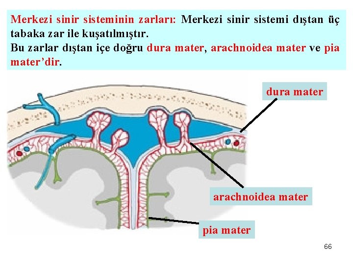 Merkezi sinir sisteminin zarları: Merkezi sinir sistemi dıştan üç tabaka zar ile kuşatılmıştır. Bu