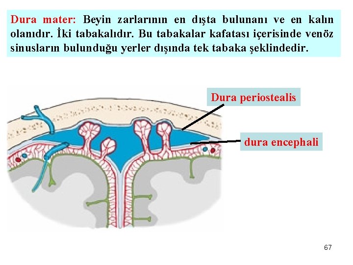 Dura mater: Beyin zarlarının en dışta bulunanı ve en kalın olanıdır. İki tabakalıdır. Bu