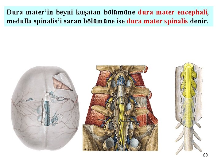 Dura mater’in beyni kuşatan bölümüne dura mater encephali, medulla spinalis’i saran bölümüne ise dura