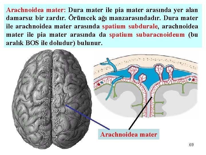 Arachnoidea mater: Dura mater ile pia mater arasında yer alan damarsız bir zardır. Örümcek