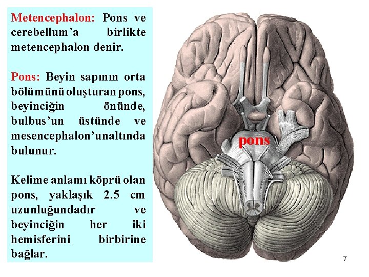 Metencephalon: Pons ve cerebellum’a birlikte metencephalon denir. Pons: Beyin sapının orta bölümünü oluşturan pons,