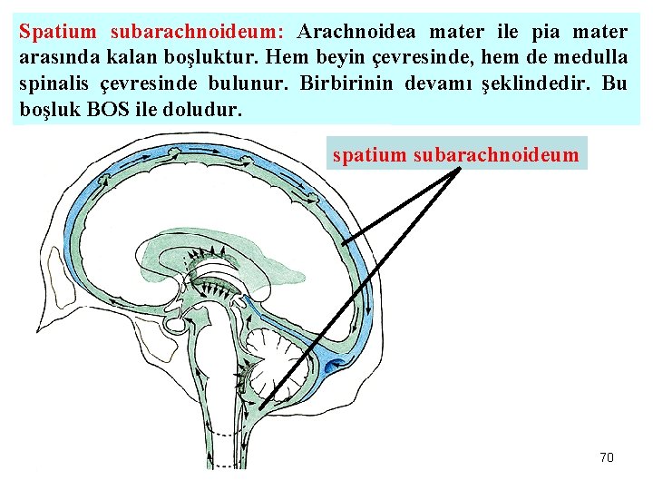 Spatium subarachnoideum: Arachnoidea mater ile pia mater arasında kalan boşluktur. Hem beyin çevresinde, hem