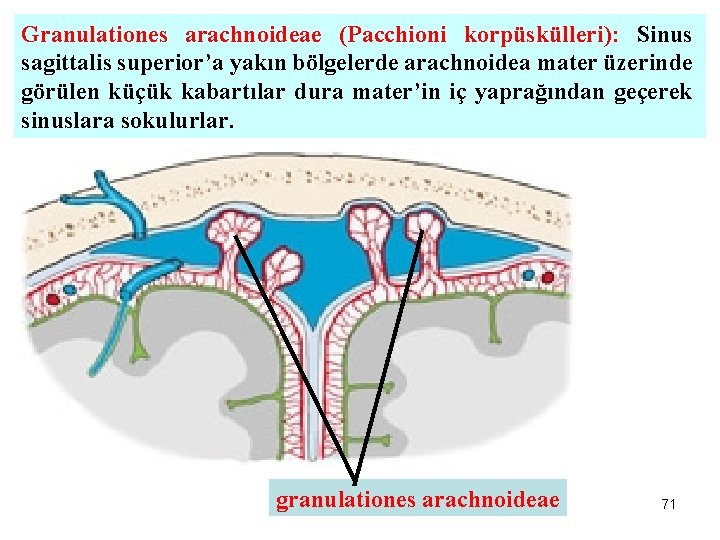 Granulationes arachnoideae (Pacchioni korpüskülleri): Sinus sagittalis superior’a yakın bölgelerde arachnoidea mater üzerinde görülen küçük