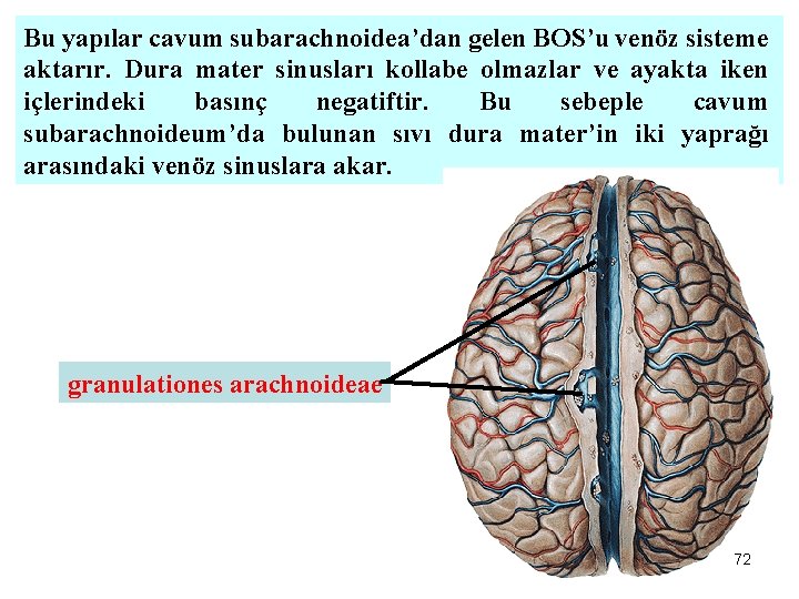 Bu yapılar cavum subarachnoidea’dan gelen BOS’u venöz sisteme aktarır. Dura mater sinusları kollabe olmazlar