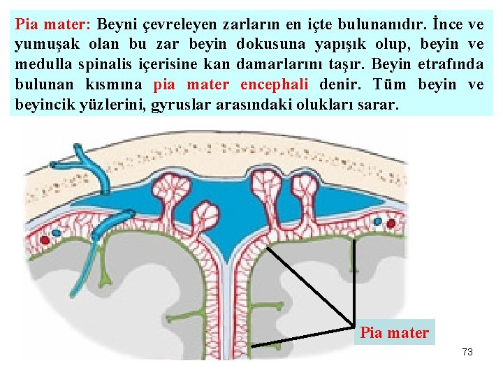 Pia mater: Beyni çevreleyen zarların en içte bulunanıdır. İnce ve yumuşak olan bu zar