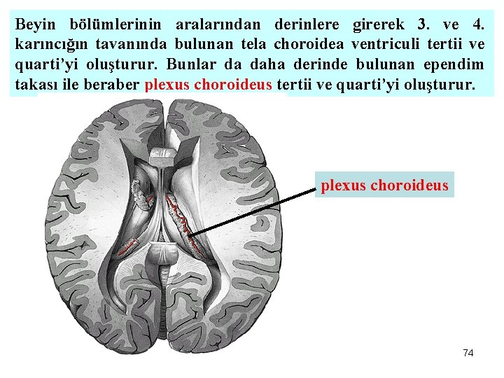 Beyin bölümlerinin aralarından derinlere girerek 3. ve 4. karıncığın tavanında bulunan tela choroidea ventriculi