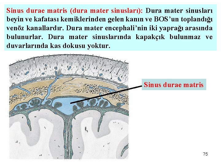 Sinus durae matris (dura mater sinusları): Dura mater sinusları beyin ve kafatası kemiklerinden gelen