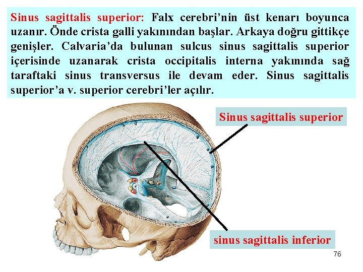 Sinus sagittalis superior: Falx cerebri’nin üst kenarı boyunca uzanır. Önde crista galli yakınından başlar.