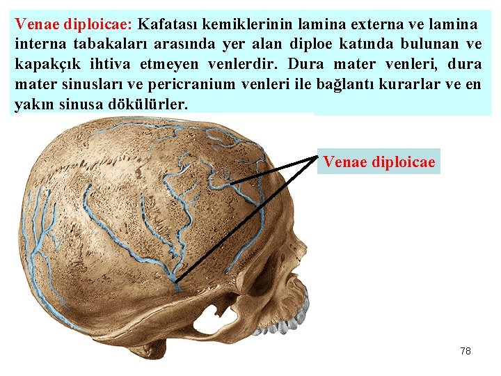 Venae diploicae: Kafatası kemiklerinin lamina externa ve lamina interna tabakaları arasında yer alan diploe