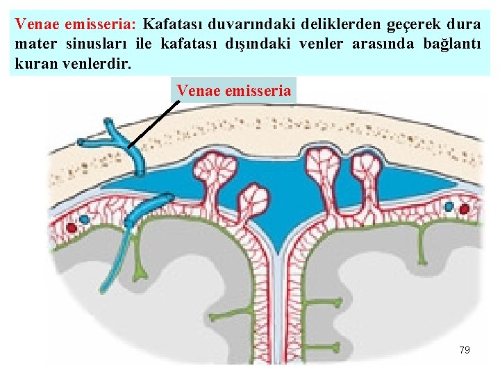 Venae emisseria: Kafatası duvarındaki deliklerden geçerek dura mater sinusları ile kafatası dışındaki venler arasında