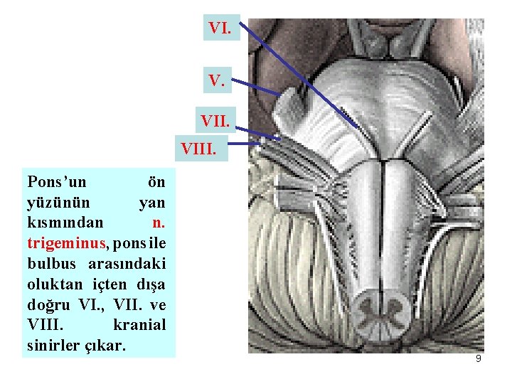 VI. V. VIII. Pons’un ön yüzünün yan kısmından n. trigeminus, pons ile bulbus arasındaki