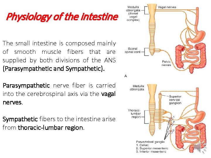 Physiology of the intestine The small intestine is composed mainly of smooth muscle fibers