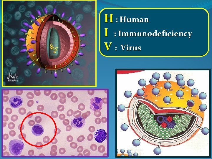 H : Human I : Immunodeficiency V : Virus 