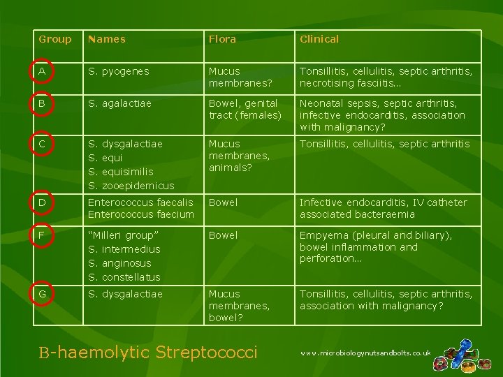 Group Names Flora Clinical A S. pyogenes Mucus membranes? Tonsillitis, cellulitis, septic arthritis, necrotising