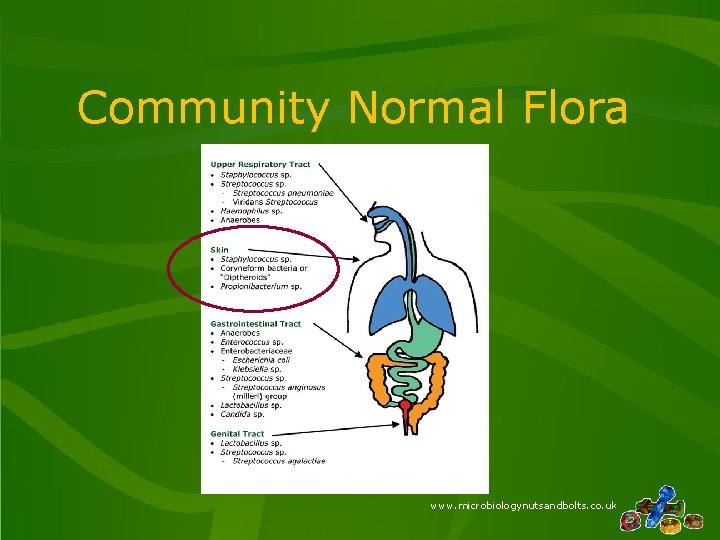 Community Normal Flora www. microbiologynutsandbolts. co. uk 