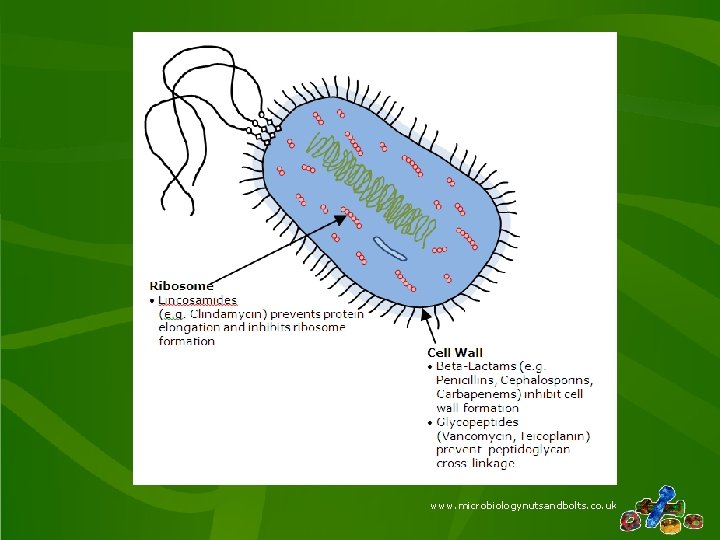 www. microbiologynutsandbolts. co. uk 
