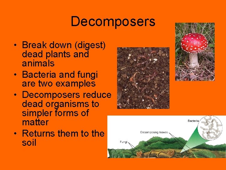 Decomposers • Break down (digest) dead plants and animals • Bacteria and fungi are