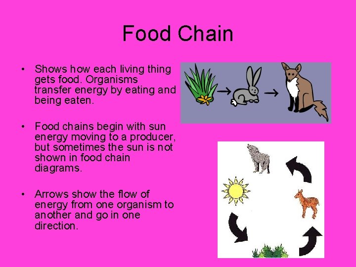 Food Chain • Shows how each living thing gets food. Organisms transfer energy by