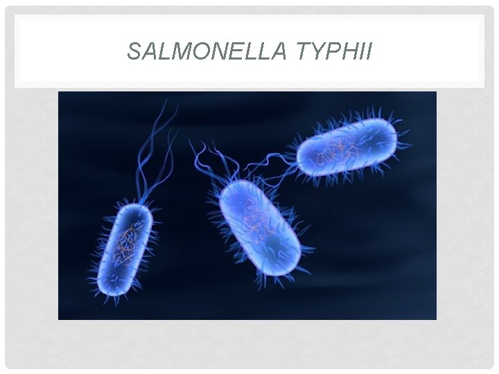 SALMONELLA TYPHII 