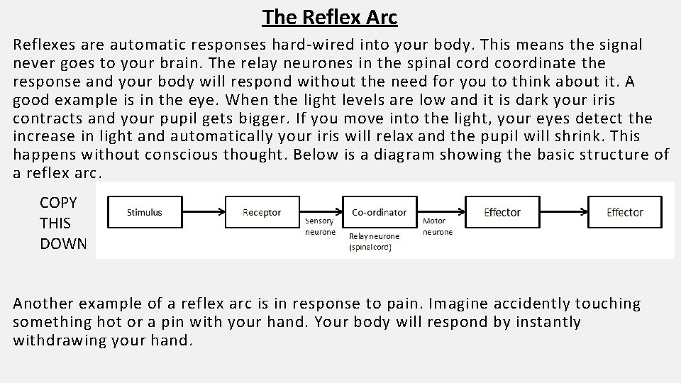 The Reflex Arc Reflexes are automatic responses hard-wired into your body. This means the
