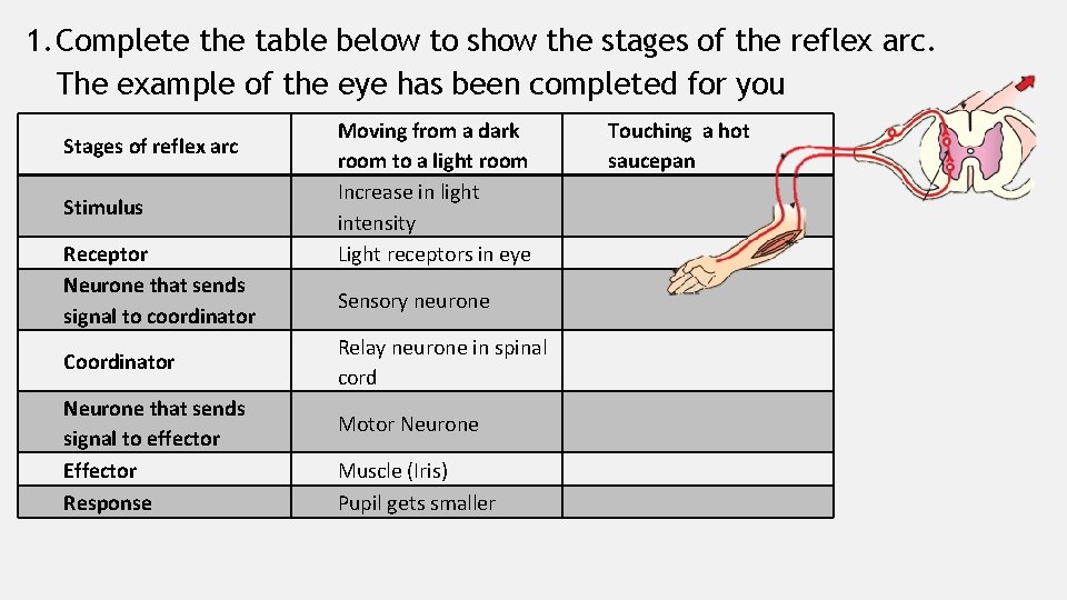1. Complete the table below to show the stages of the reflex arc. The