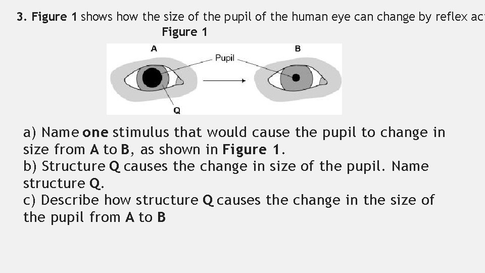 3. Figure 1 shows how the size of the pupil of the human eye