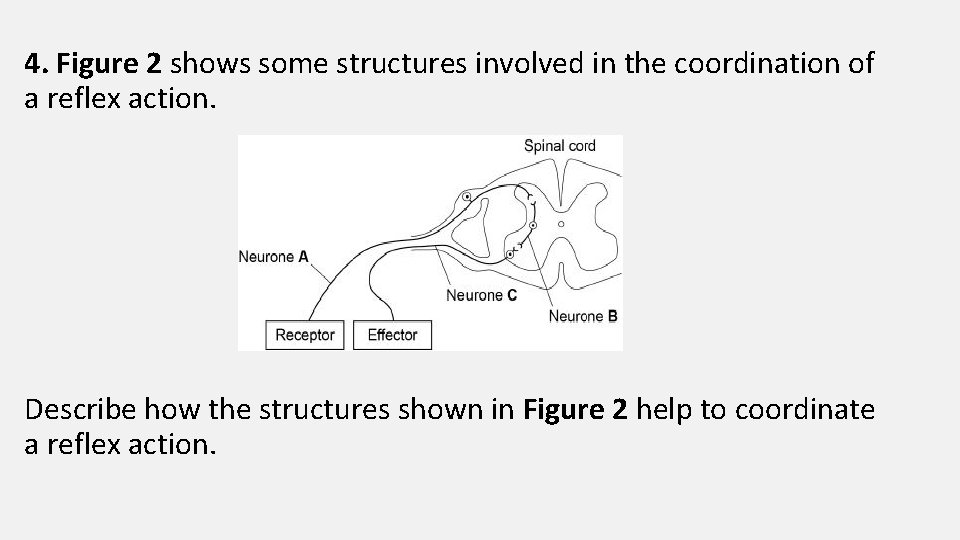 4. Figure 2 shows some structures involved in the coordination of a reflex action.