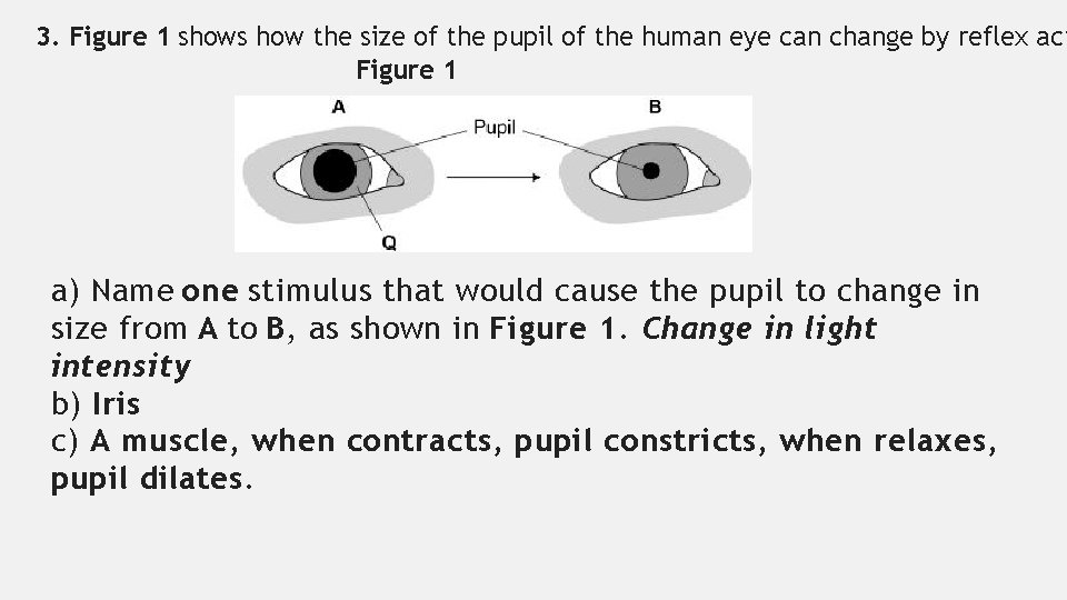 3. Figure 1 shows how the size of the pupil of the human eye