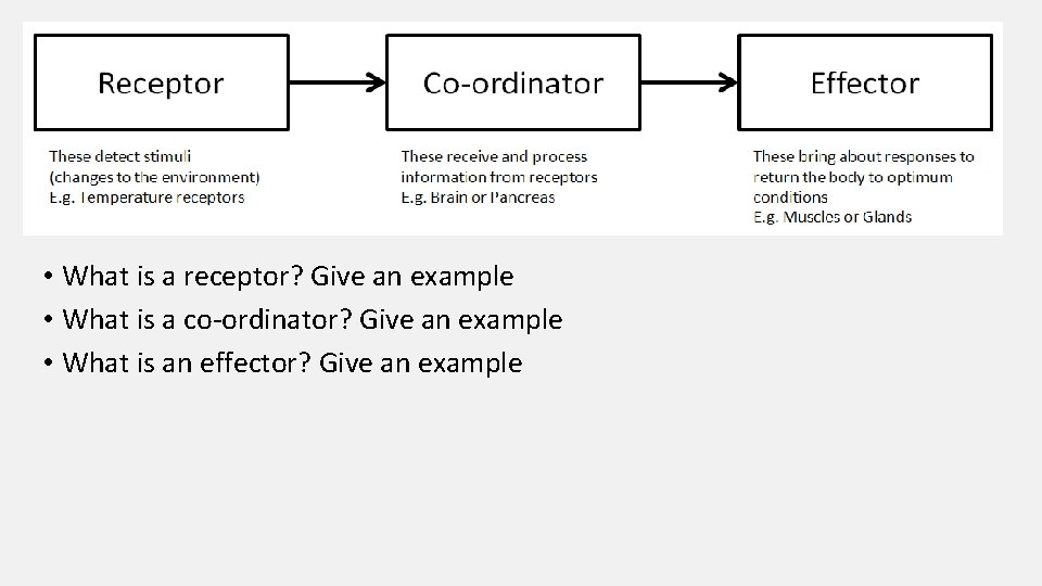 • What is a receptor? Give an example • What is a co-ordinator?