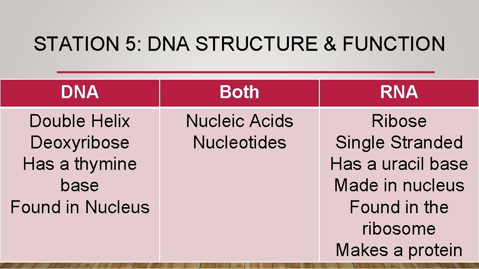STATION 5: DNA STRUCTURE & FUNCTION DNA Both RNA Double Helix Deoxyribose Has a