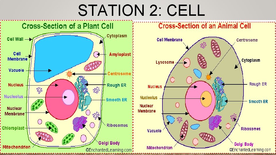 STATION 2: CELL STRUCTURE 