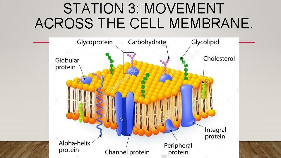 STATION 3: MOVEMENT ACROSS THE CELL MEMBRANE. 