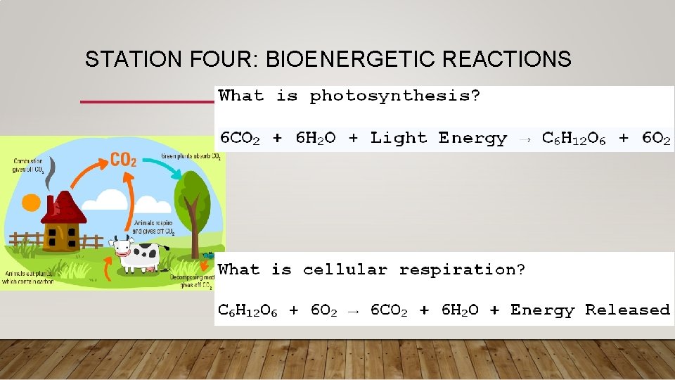 STATION FOUR: BIOENERGETIC REACTIONS 