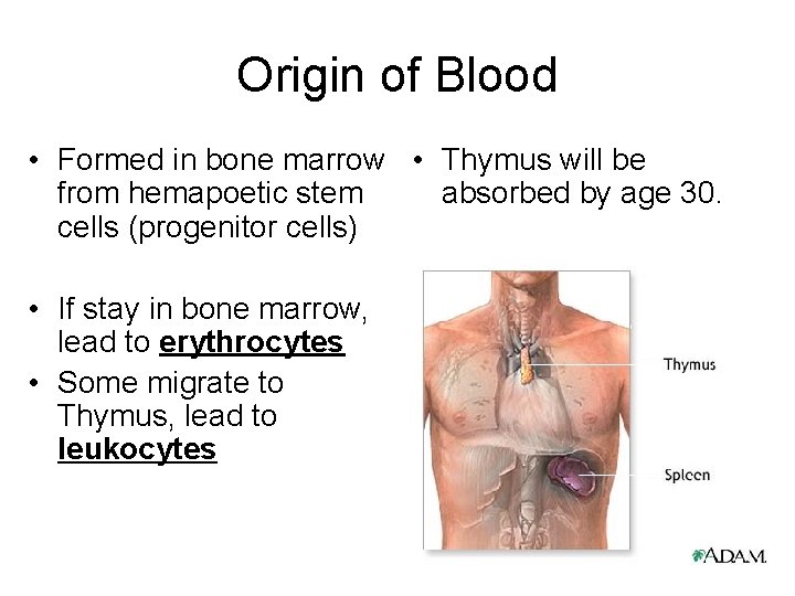 Origin of Blood • Formed in bone marrow • Thymus will be from hemapoetic