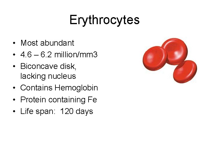 Erythrocytes • Most abundant • 4. 6 – 6. 2 million/mm 3 • Biconcave
